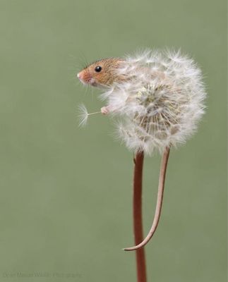 harvest-mice-tiny-lives-dean-mason-11.jpg